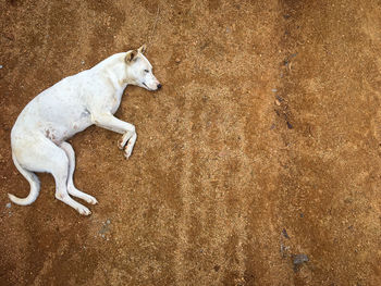 High angle view of dog on field