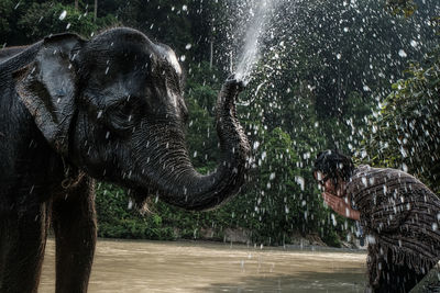 Side view of woman praying elephant spraying water in lake