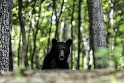 Portrait of bear in forest