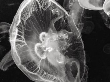 Close-up of jellyfish swimming in water