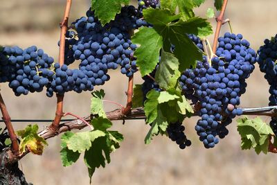 Close-up of grapes growing in vineyard