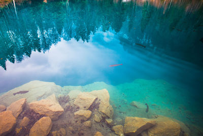 Fish swimming in water