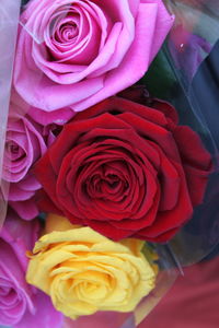 Close-up of pink rose