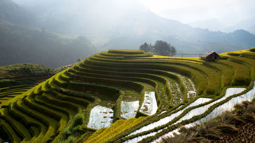 Scenic view of agricultural field against sky