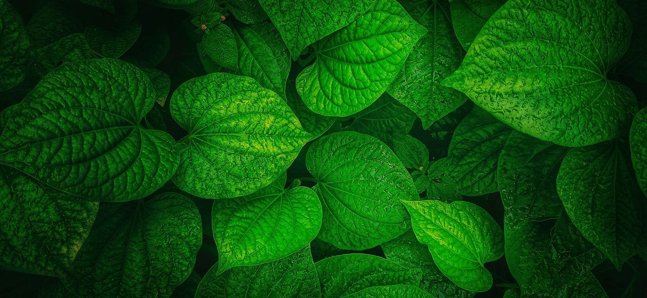 green color, leaf, plant part, full frame, growth, plant, close-up, backgrounds, no people, nature, beauty in nature, freshness, day, leaf vein, directly above, leaves, natural pattern, vulnerability, outdoors, fragility