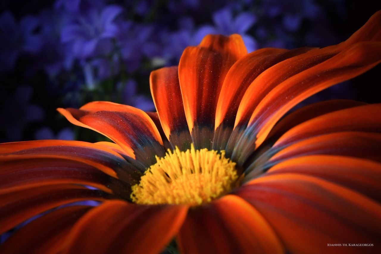 CLOSE-UP OF FLOWER BLOOMING OUTDOORS