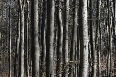 Full frame shot of tree trunk