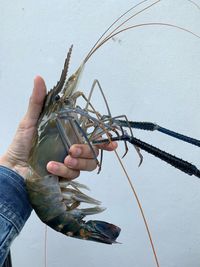 Cropped hand holding lobster against sky