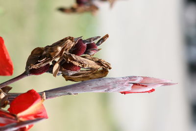 Close-up of flowers against blurred background