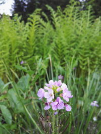 Close-up of flowers blooming outdoors