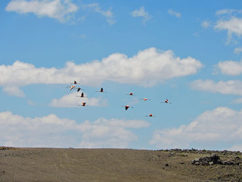 Birds flying in the sky