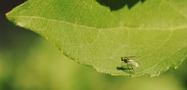 Close-up of fly on leaf