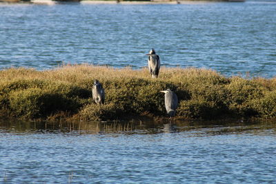 Birds perching on a lake