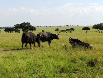 Group of african buffalos grazing in the african savannah, kenya