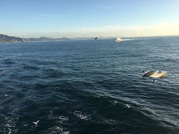Seagulls flying over sea