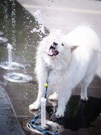 High angle view of dog standing in water