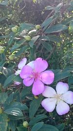 Close-up of pink flowers