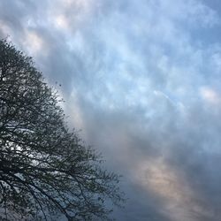 Low angle view of tree against sky