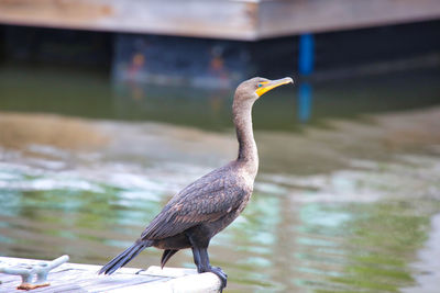 Close-up of bird perching
