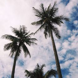 Low angle view of palm trees against cloudy sky