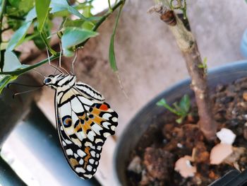 Close-up of butterfly on leaf