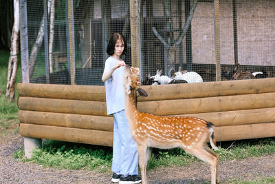 A girl feeding cute spotted deer bambi at petting zoo. baby fawn deer playing with people 