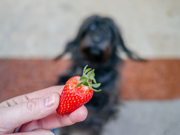 Midsection of person holding strawberry