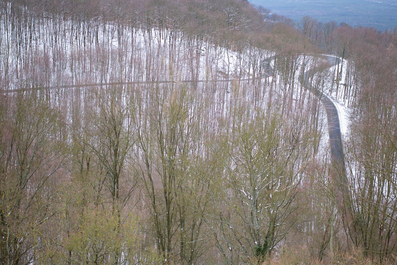 RIVER AMIDST TREES IN FOREST