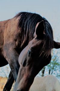 Close-up of horse against sky