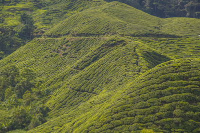 High angle view of trees on land