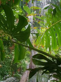 Close-up of wet plant leaves