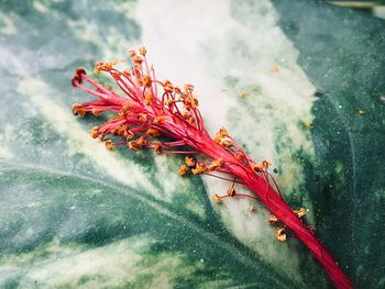 Close-up of red crab on plant