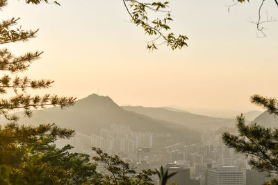 Trees and cityscape against sky