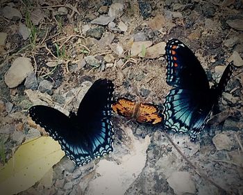 High angle view of butterfly on field