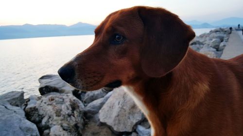 Close-up of dog on rock against sky