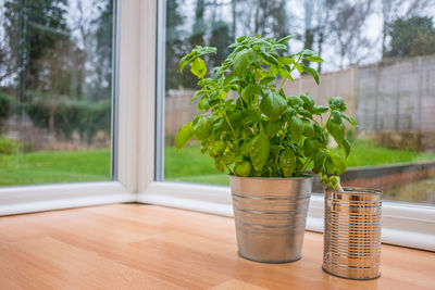 Close-up of potted plant on window sill