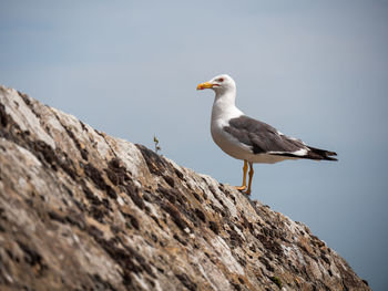 Seagull perching on rock