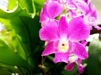 Close-up of pink flowers blooming outdoors