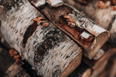 Close-up detail of chopped logs of a tree tied with a rope. background with natural texture. rustic