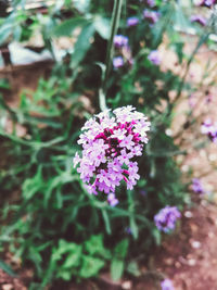 Close-up of pink flowering plant