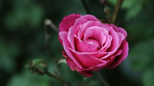 Close-up of pink rose
