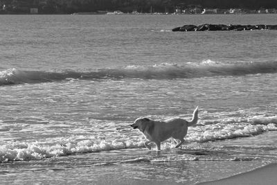 Dog on beach