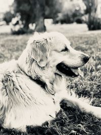 Close-up of a dog looking away