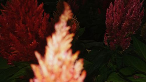 Close-up of red flowering plants at night