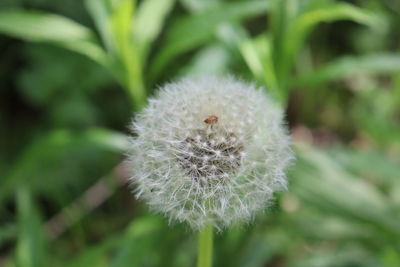 Close-up of white dandelion flower