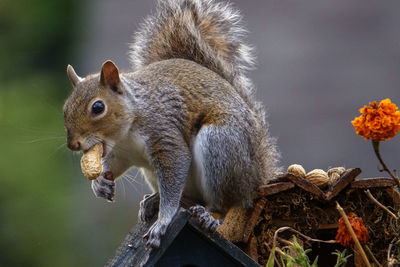 Close-up of squirrel