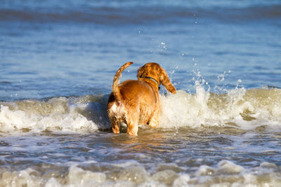 Dog on sea shore