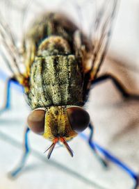 Close-up of fly