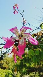 Close-up of pink flowers