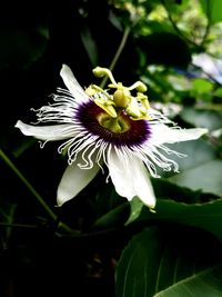 Close-up of purple flower